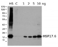 HSP17,6 | Cytosolic class I heat shock protein 17,6 (rabbit antibody)